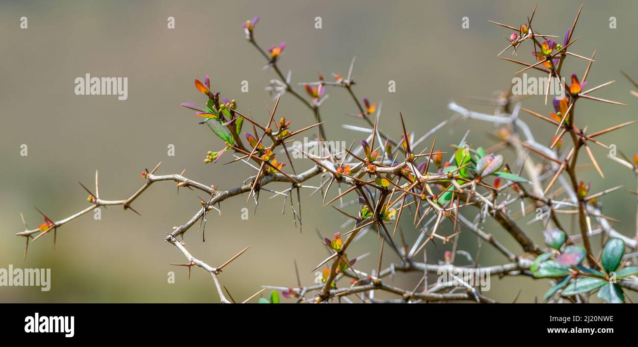 Sharp needles in a bush close up, grows in Horton plains. Stock Photo