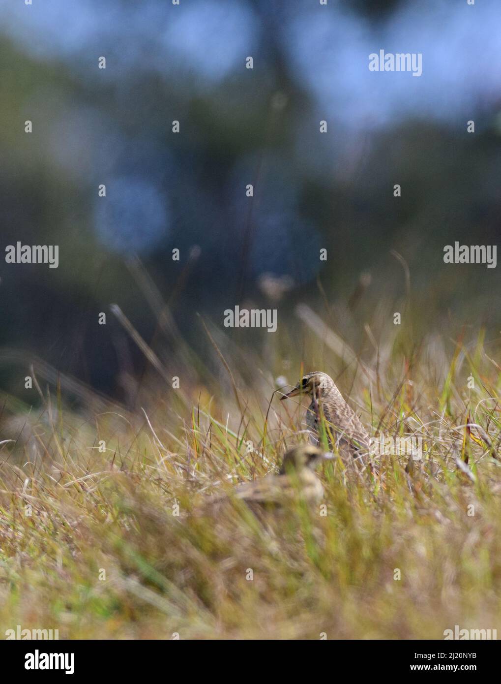 Beautiful paddyfield pipit spotted in Horton plains shot through the grasses. Stock Photo