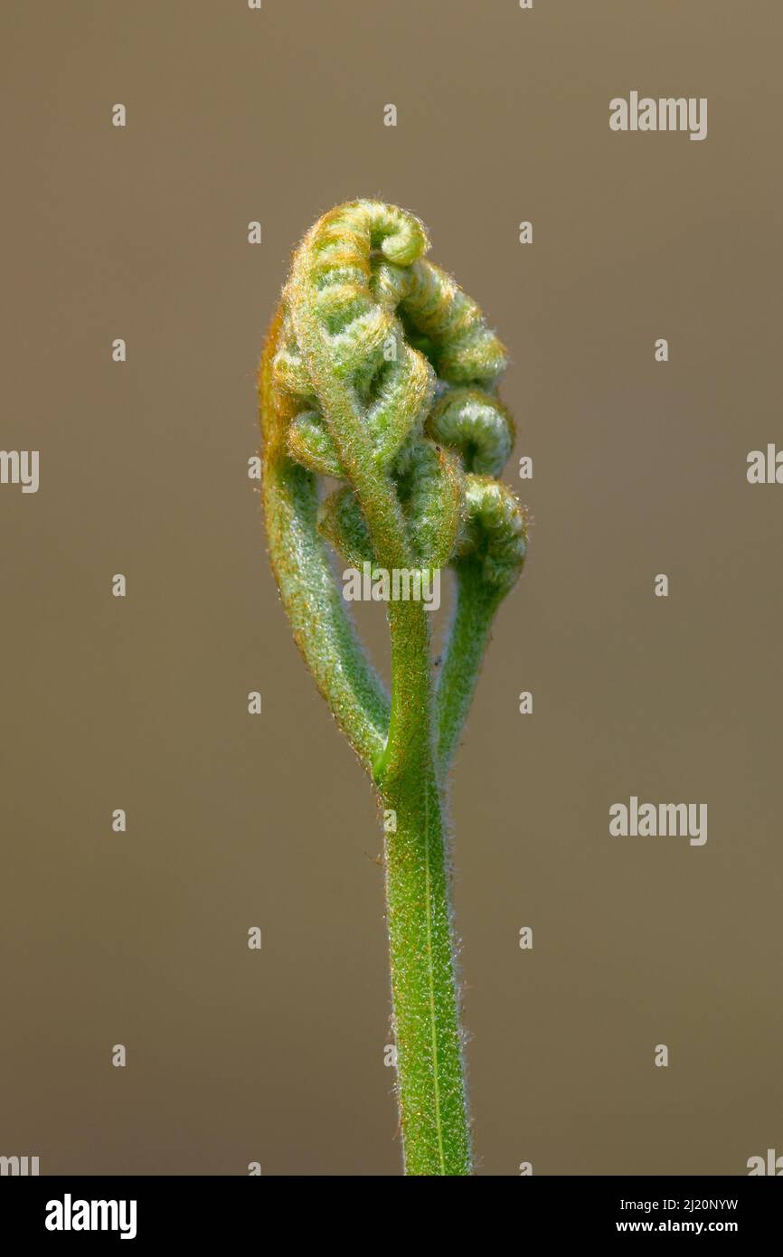 Spiral fern leaf sprouts uncurl close-up shot, new begining concept. Stock Photo