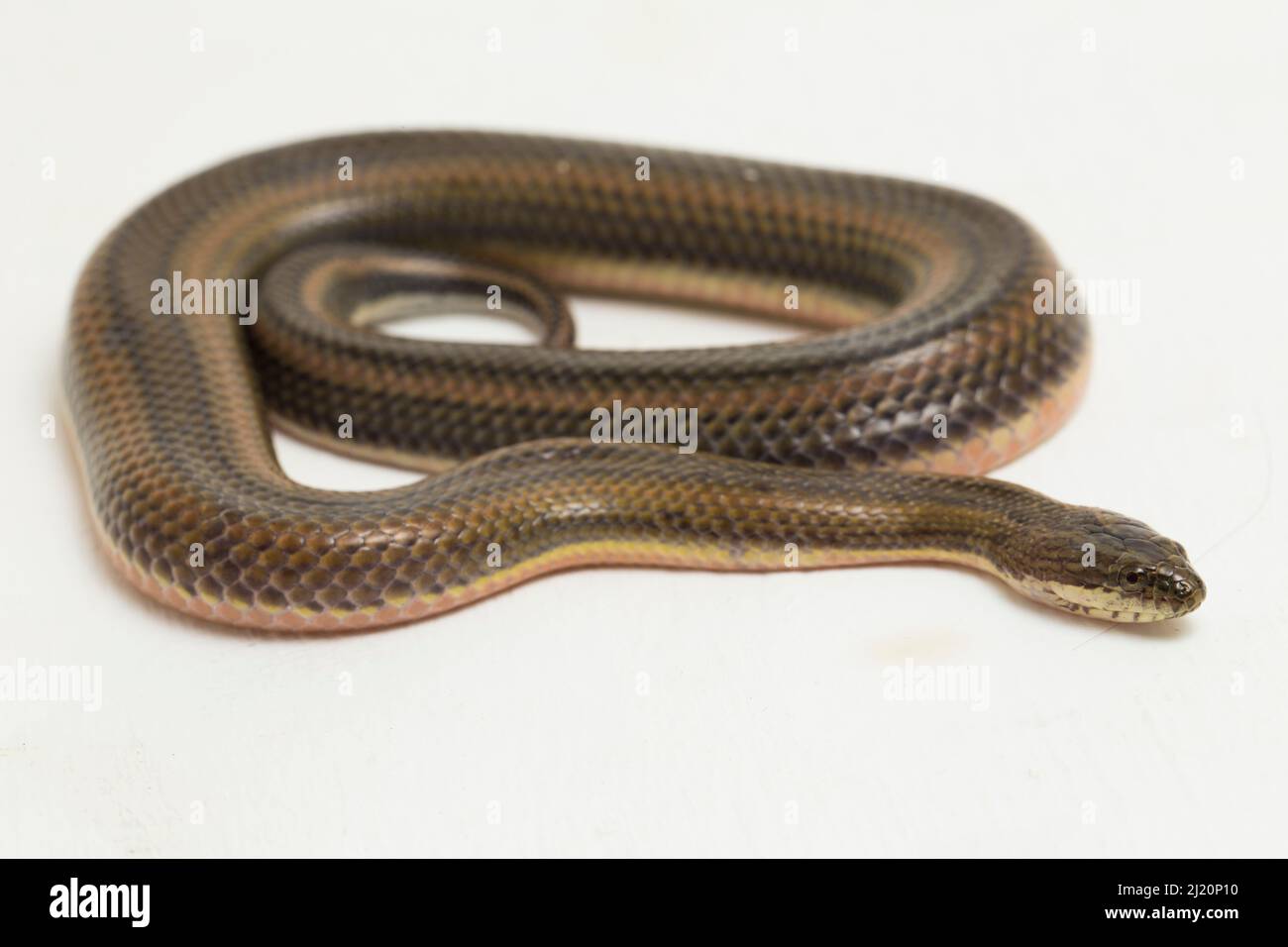 Onanizm qiladi va onlayn qichqiradi