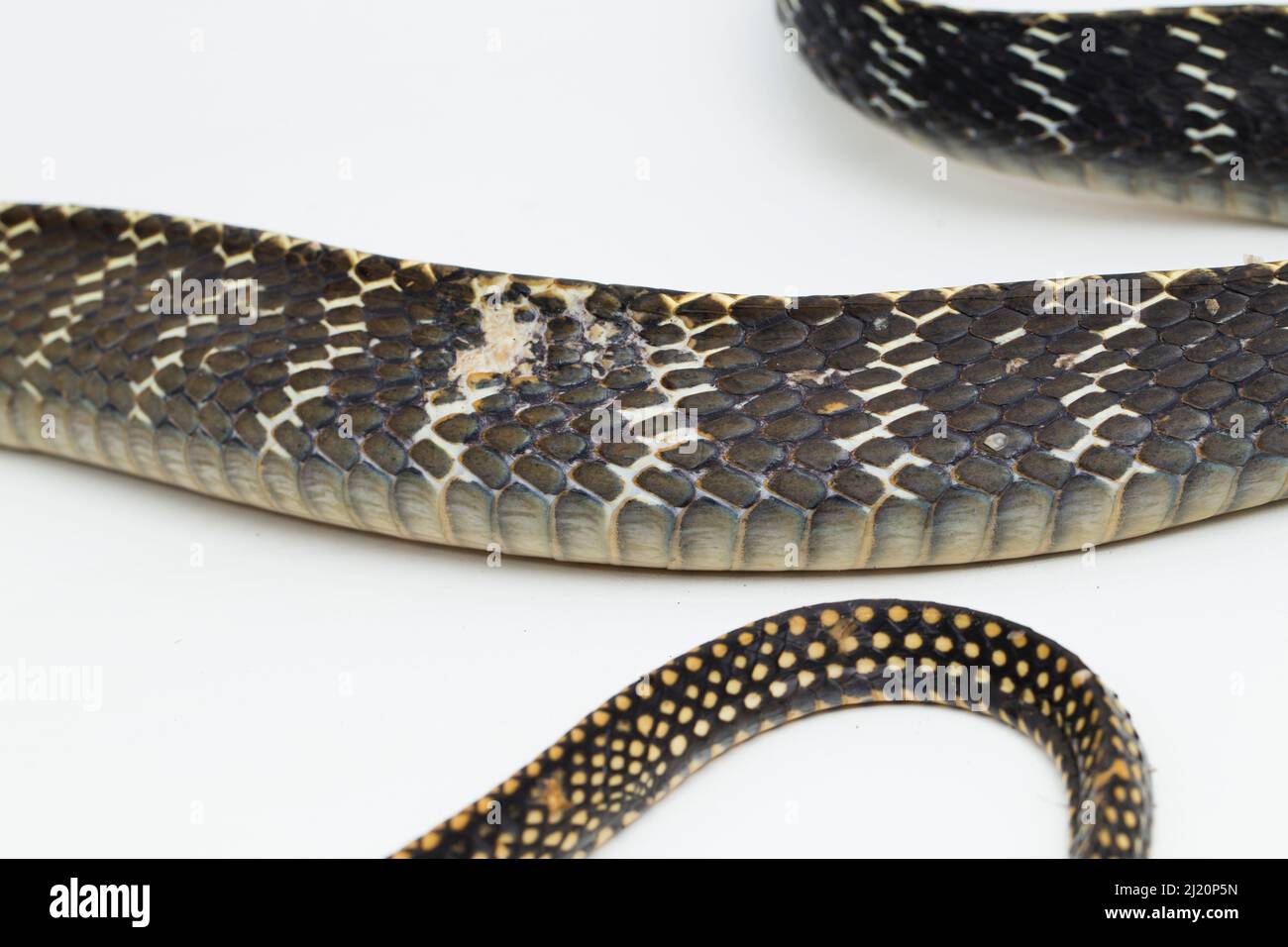 Keeled Rat Snake Ptyas carinata isolated on white background Stock