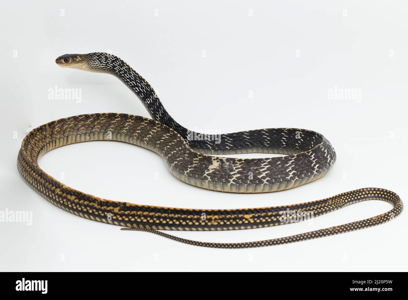 Keeled Rat Snake Ptyas carinata isolated on white background Stock