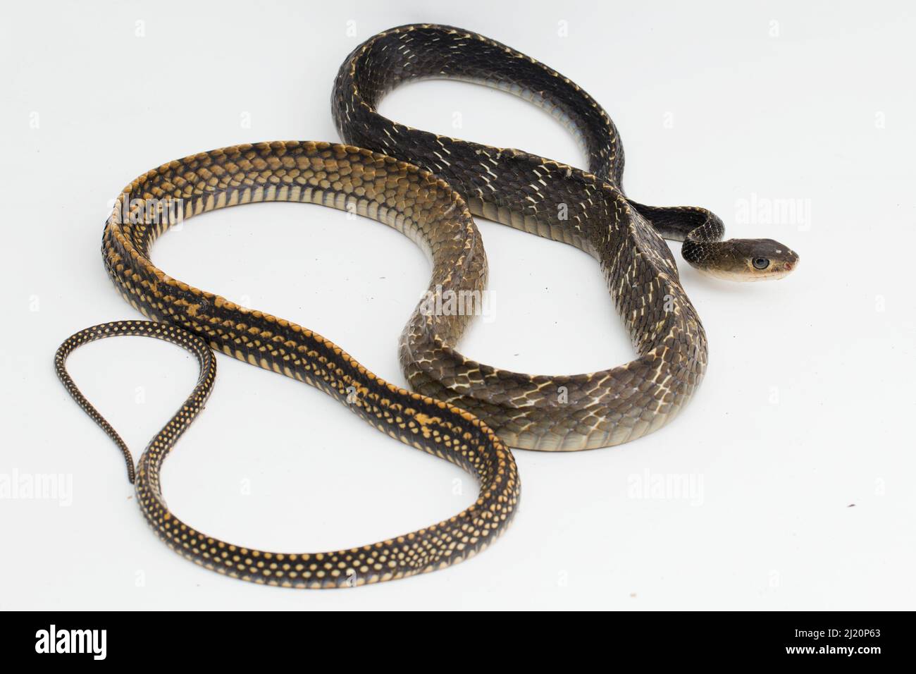 Keeled rat snake ptyas carinata hi-res stock photography and images - Alamy