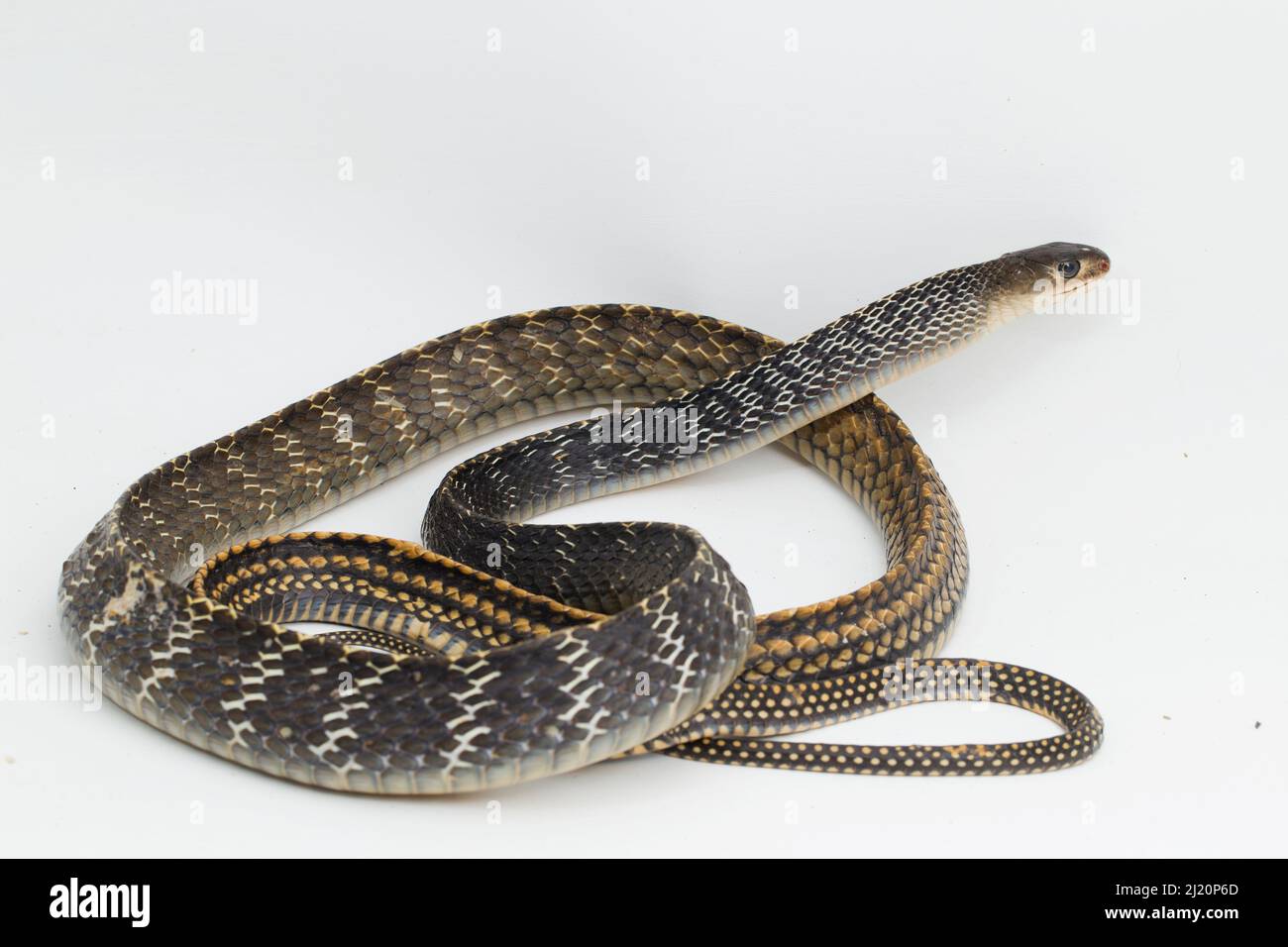 Ikki kishi bekasini sikishdi