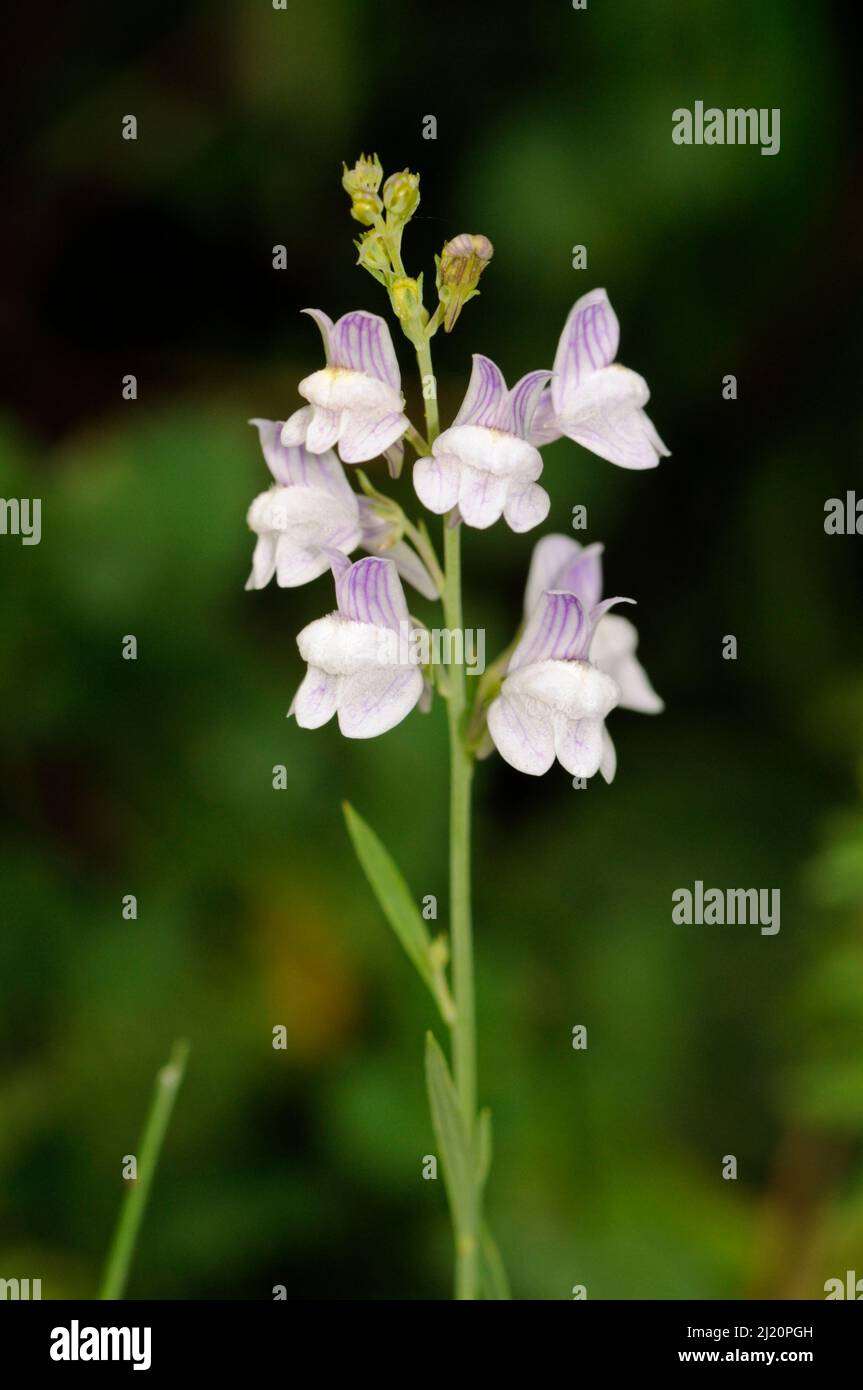 Pale toadflax (Linaria repens), a rare plant in Surrey.Park Downs, Chipstead Downs SSSI, Surrey, England, July. Stock Photo