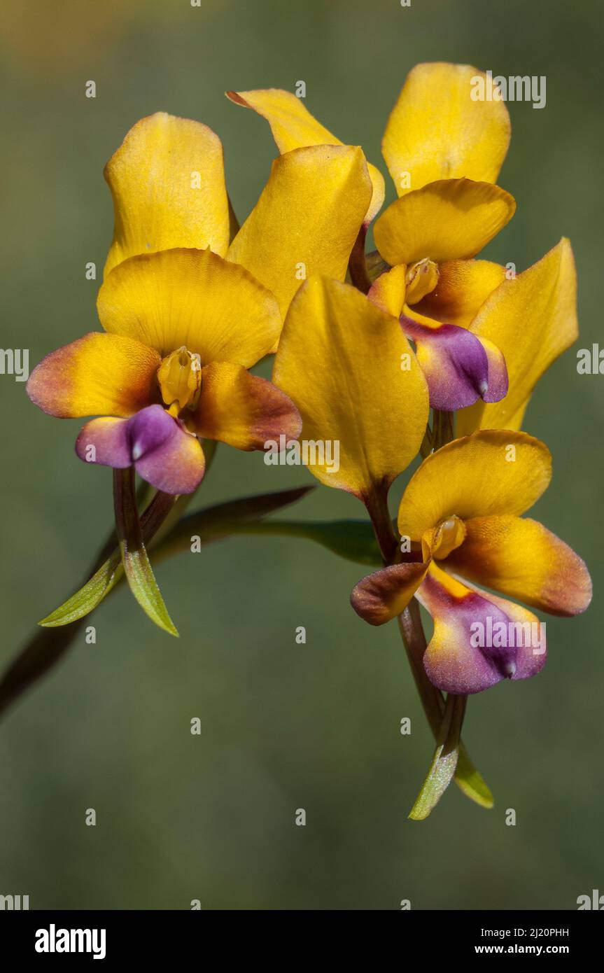 Donkey orchid (Diuris magnifica)  north of Perth, Western Australia. Western Australian endemic Stock Photo