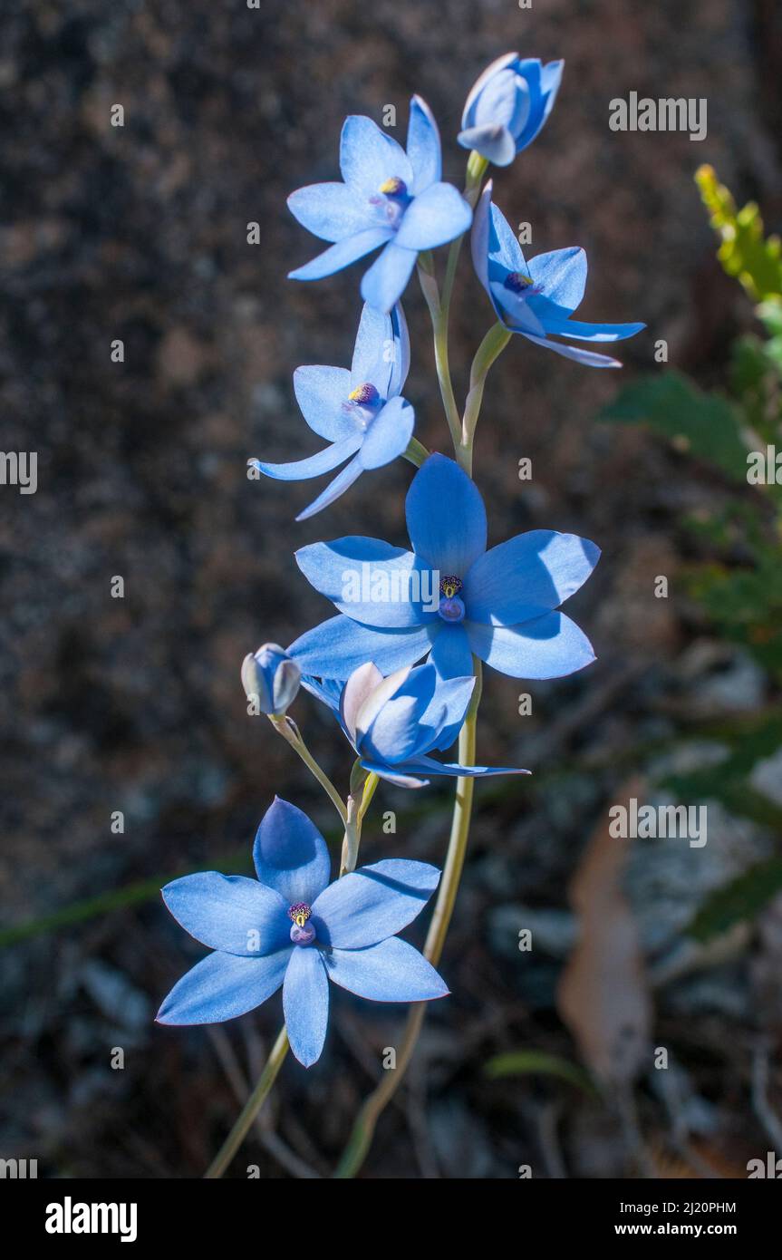 Blue Lady orchid (Thelymitra crinita)  Darling Range, Western Australia. Western Australian endemic Stock Photo