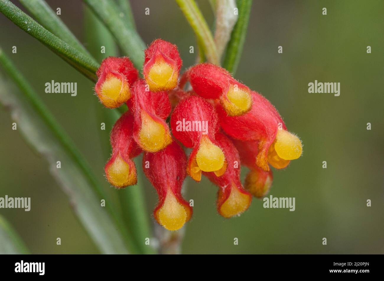 Grevillea (Grevillea fasciculata) in south-west region near Albany, Western Australia, endemic. Stock Photo