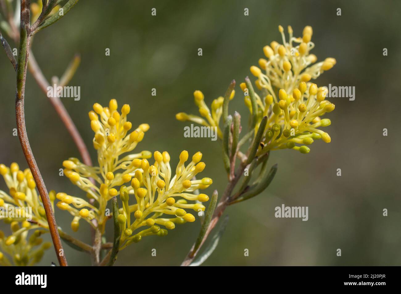 Grevillea (Grevillea incrassata)  Great Western Woodlands, Western Australia. Western Australian endemic Stock Photo