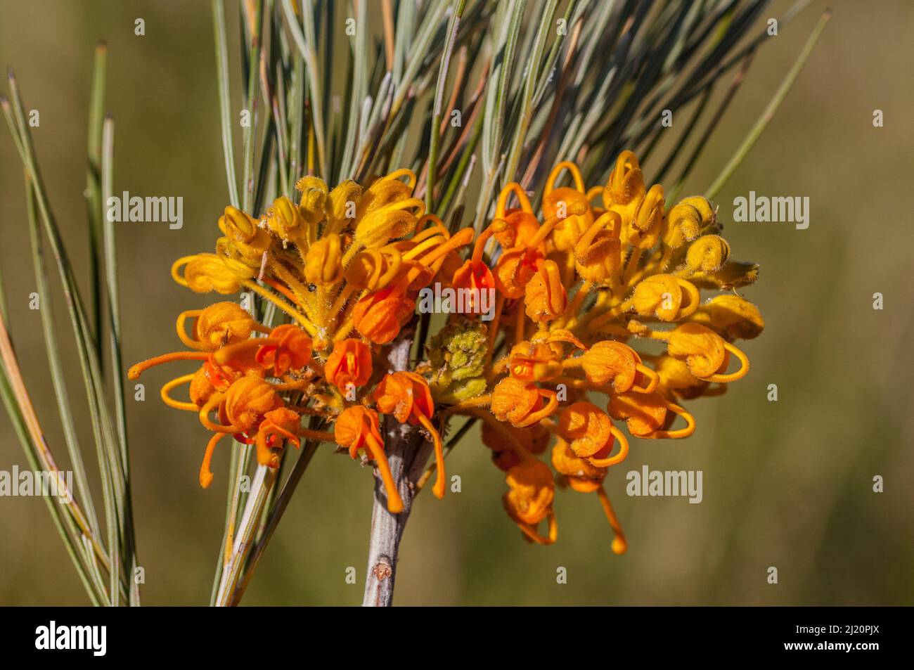 Honey-suckle grevillea (Grevillea juncifolia)  Gibson Desert, Western Australia. Endemic. Stock Photo