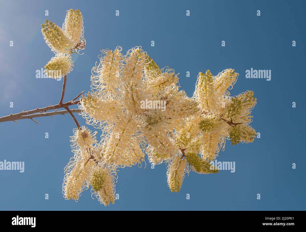 White plume grevillea (Grevillea leucopteris)  Midwest, south east of Geraldton, Western Australia. Western Australian endemic Stock Photo