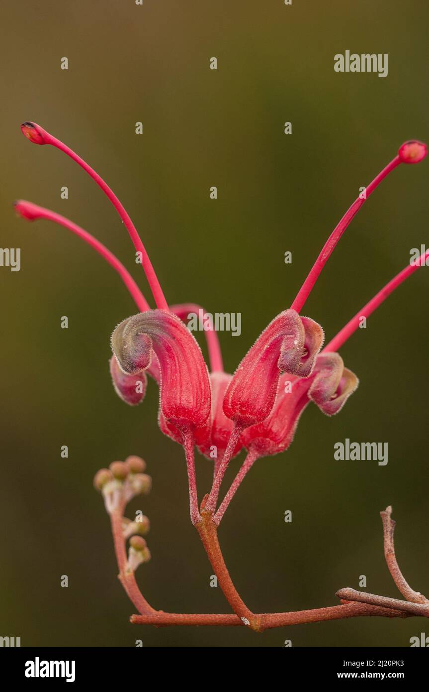 Grevillea (Grevillea nudiflora)  south east coast, Western Australia. Western Australian endemic Stock Photo