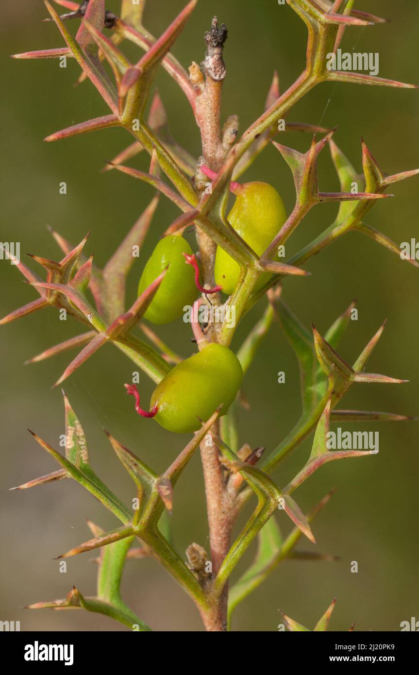 Grevillea (Grevillea trifida) seed pods,Western Australian endemic, Western Australia, photographed in south west, October 2014 Stock Photo