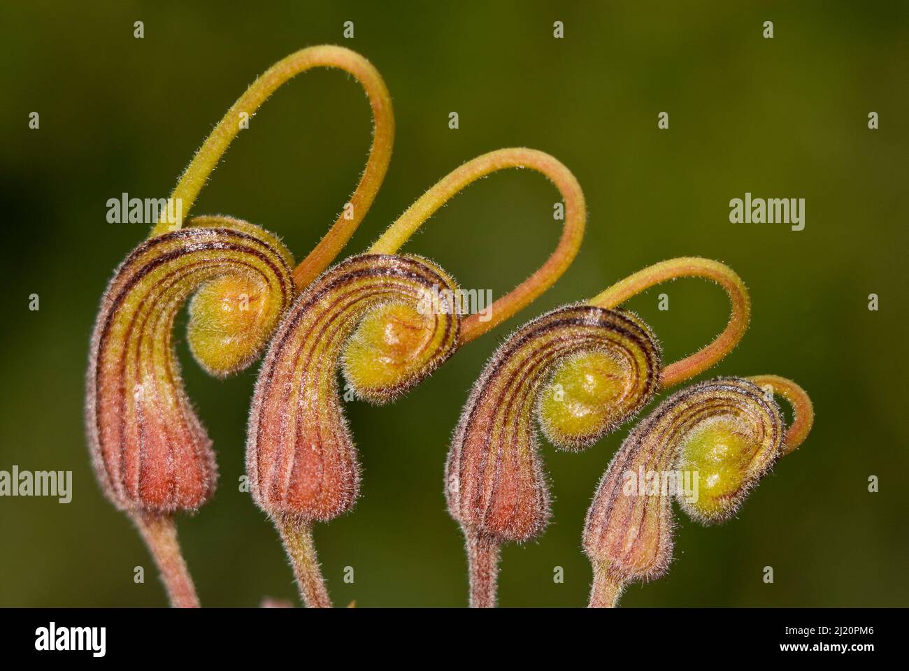 Fuchsia grevillea (Grevillea bipinnatifida ), flower, Darling range, Western Australian endemic, Western Australia. Stock Photo