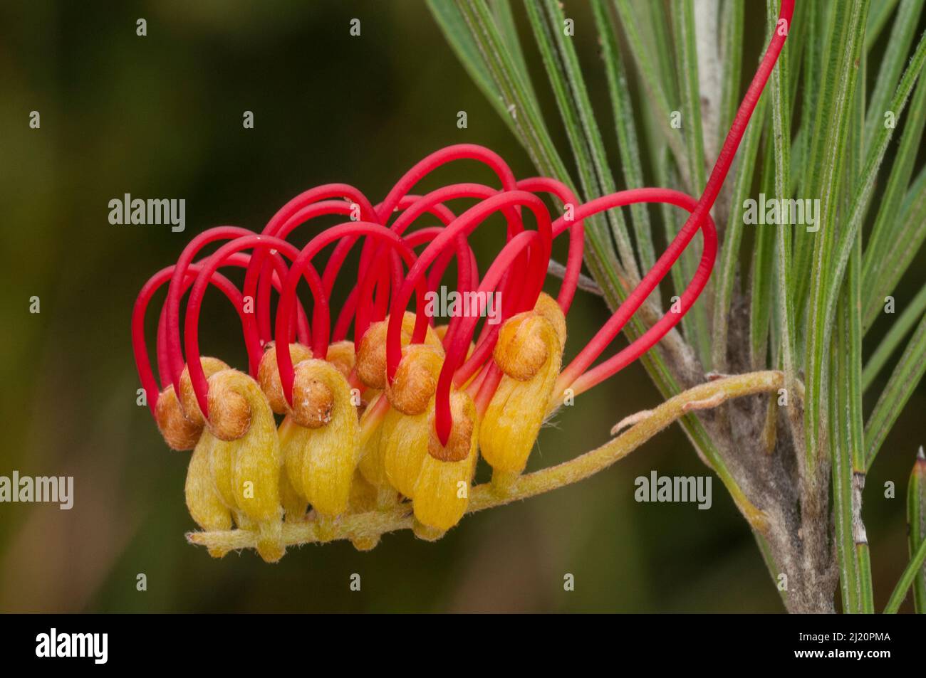 Red combs (Grevillea concinna), flower, Western Australian endemic, Western Australia. Stock Photo