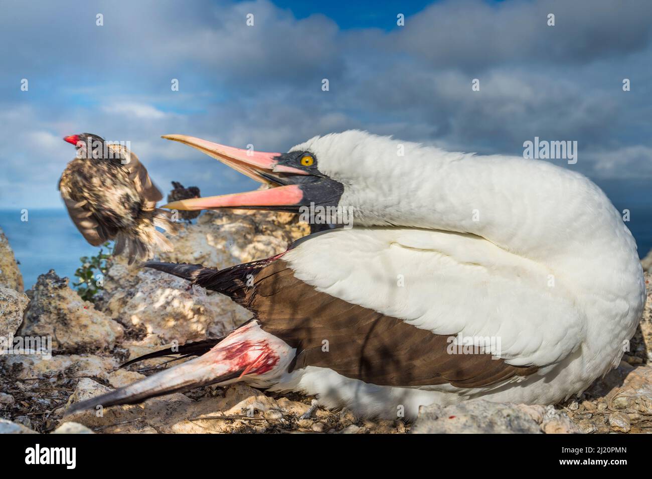 Vampire finch galapagos hi-res stock photography and images - Alamy