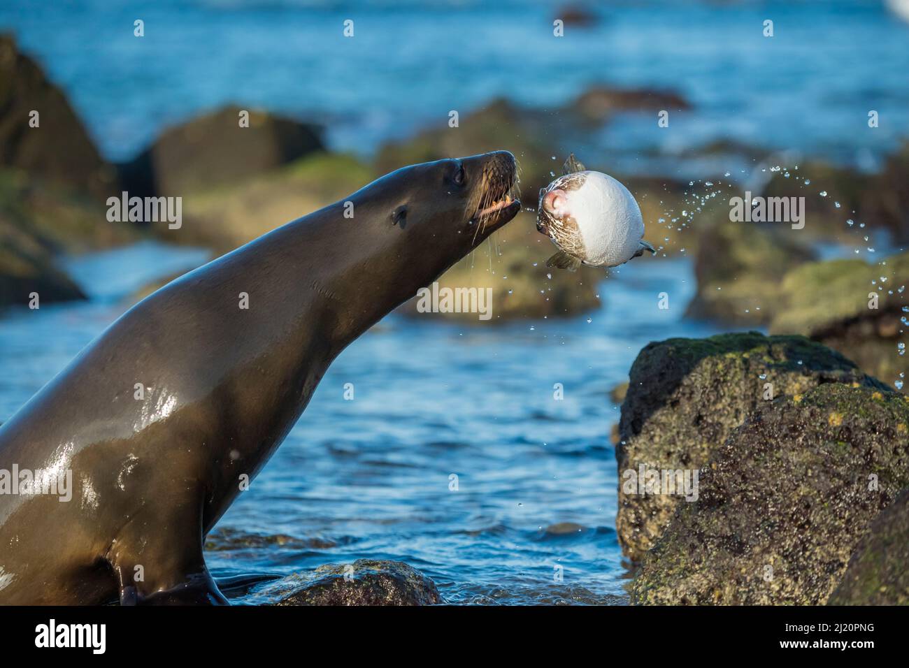 Galapagos sea lion (Zalophus wollebaeki) playing with pufferfish, Mosquera Islet,   Galapagos. Stock Photo