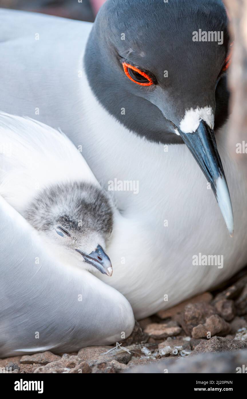 Swallow-tailed gull (Creagrus furcatus) resting with chick nestled in wing,  Plazas Island,   Galapagos. Stock Photo