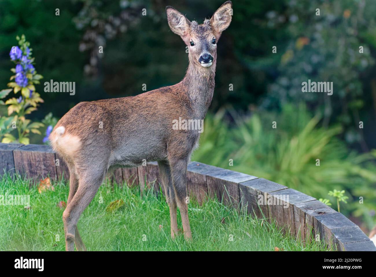 Alert young Roe deer (Capreolus capreolus) buck with developing horns standing on a terraced garden lawn, Wiltshire garden, UK, October. Stock Photo