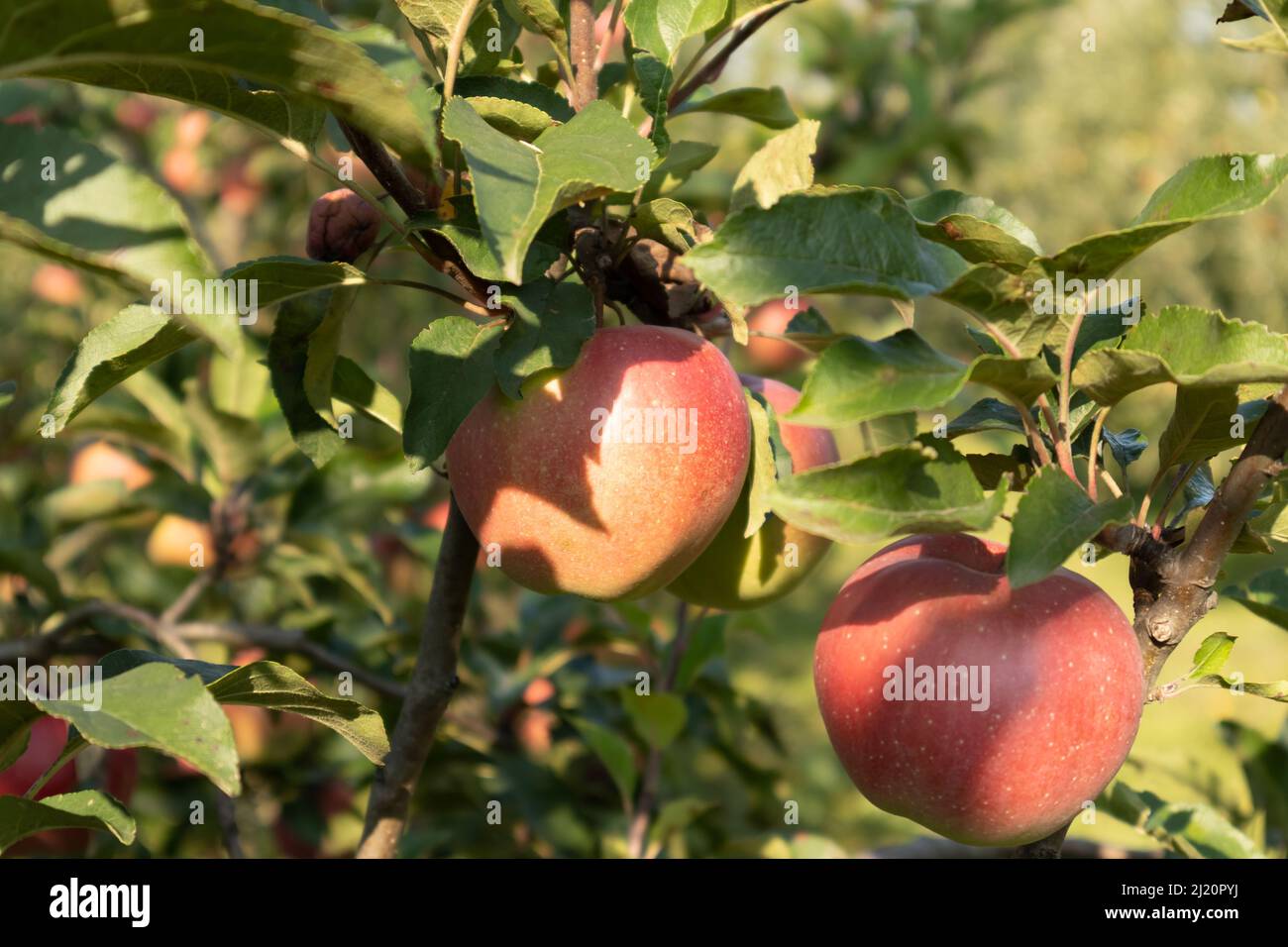 Apple orchard. Ripe apples in the garden ready for harvest Stock Photo