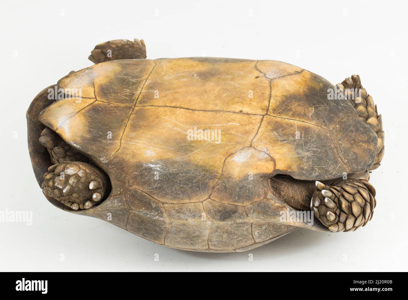 Asian giant tortoise asian brown hi-res stock photography and images ...