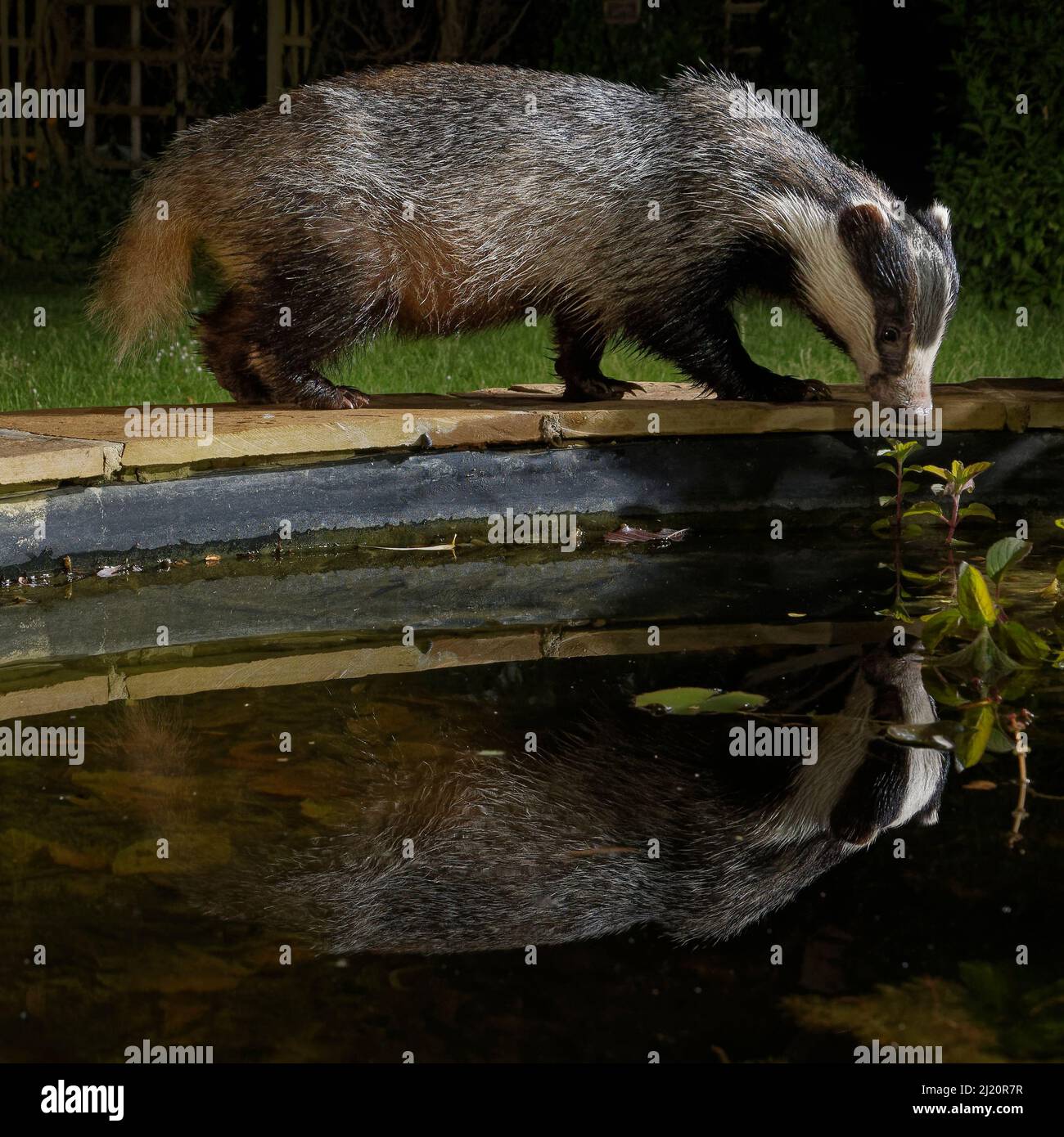 European badger (Meles meles) reflected in a garden pond it is visiting to drink from at night, Wiltshire, UK, June. Property released. Stock Photo