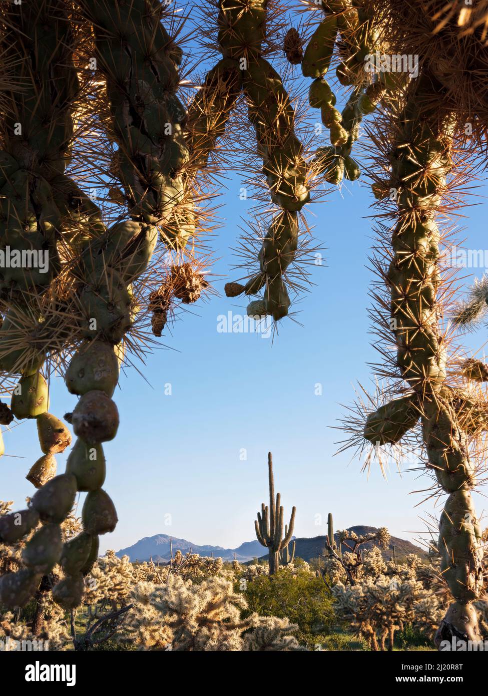Chain cholla (Cylindropuntia fulgida) in Sonoran Desert in evening light, Saguaro (Carnegiea gigantea) and Ragged Top Mountain in background. Ironwood Stock Photo