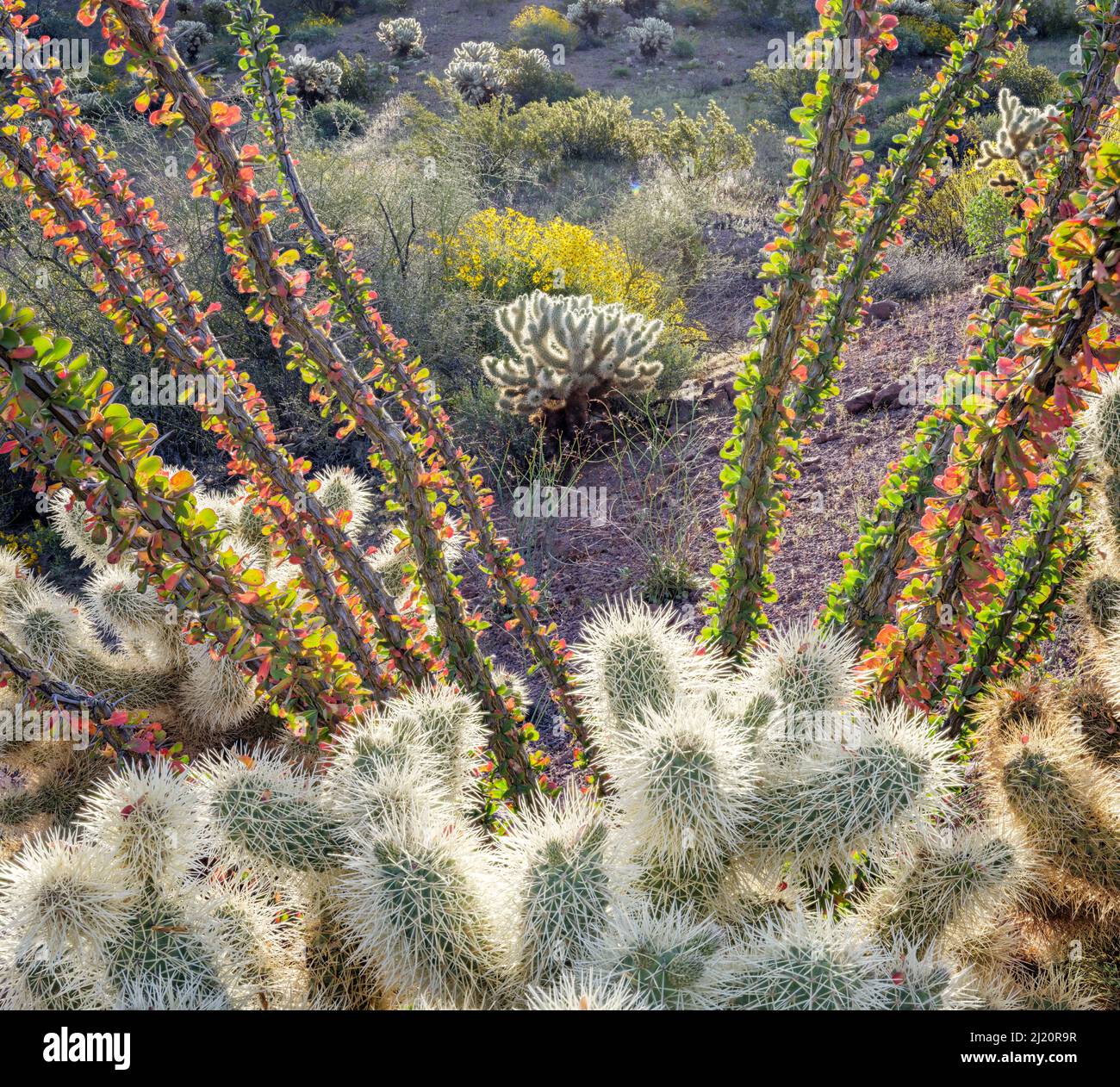 Teddy bear cholla (Cylindropuntia bigelovii) cacti and Ocotillo (Fouquieria splendens) with flowering Brittlebush (Encelia farinosa) in background, in Stock Photo