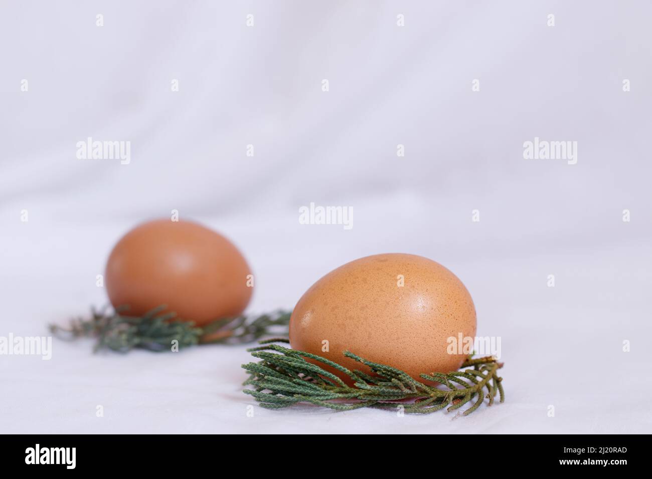 Bright and airy simple Easter aesthetic background of two brown egg nestled on a nest of spruce leaves Stock Photo