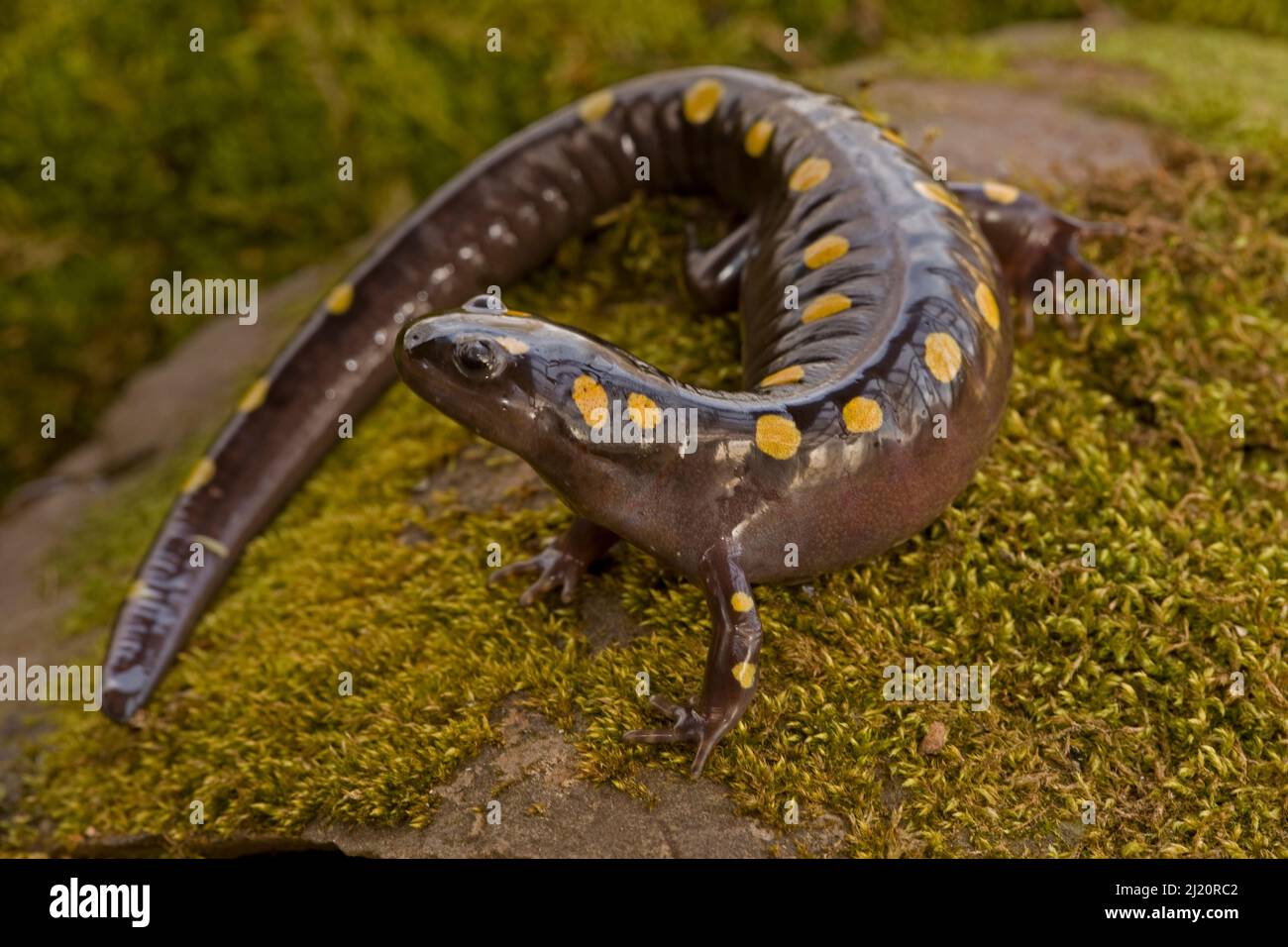 Spotted salamander (Ambystoma maculatum), New York, USA, April. Stock Photo