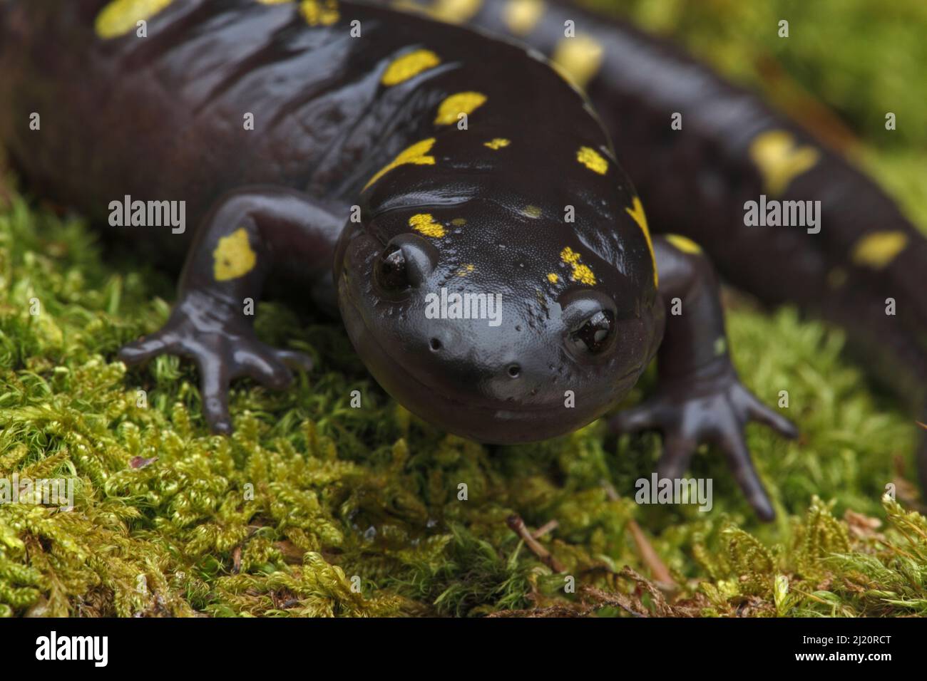 Spotted salamander  (Ambystoma maculatum) New York, USA, Stock Photo
