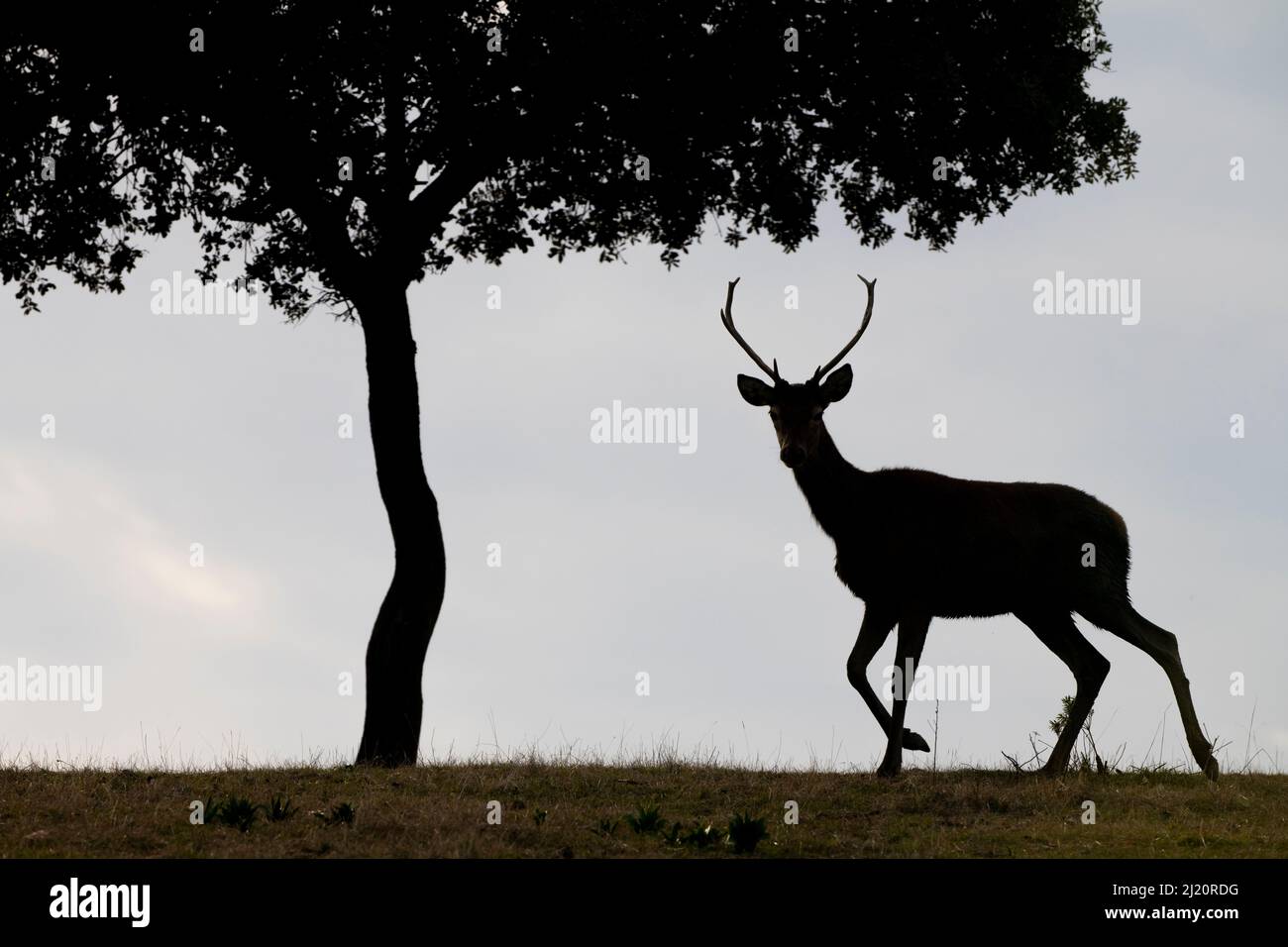 Red deer stag (Cervus elaphus) and a Holm oak tree (Quercus ilex) silhouetted Parque Natural Sierra de Andujar, Andalucia, Spain. January. Stock Photo