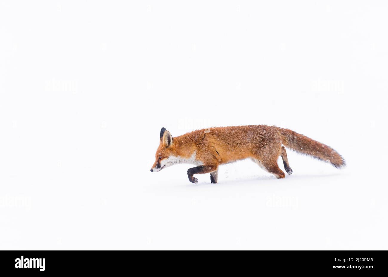 Fox (Vulpes vulpes) in snow, London, England, UK, January. Stock Photo