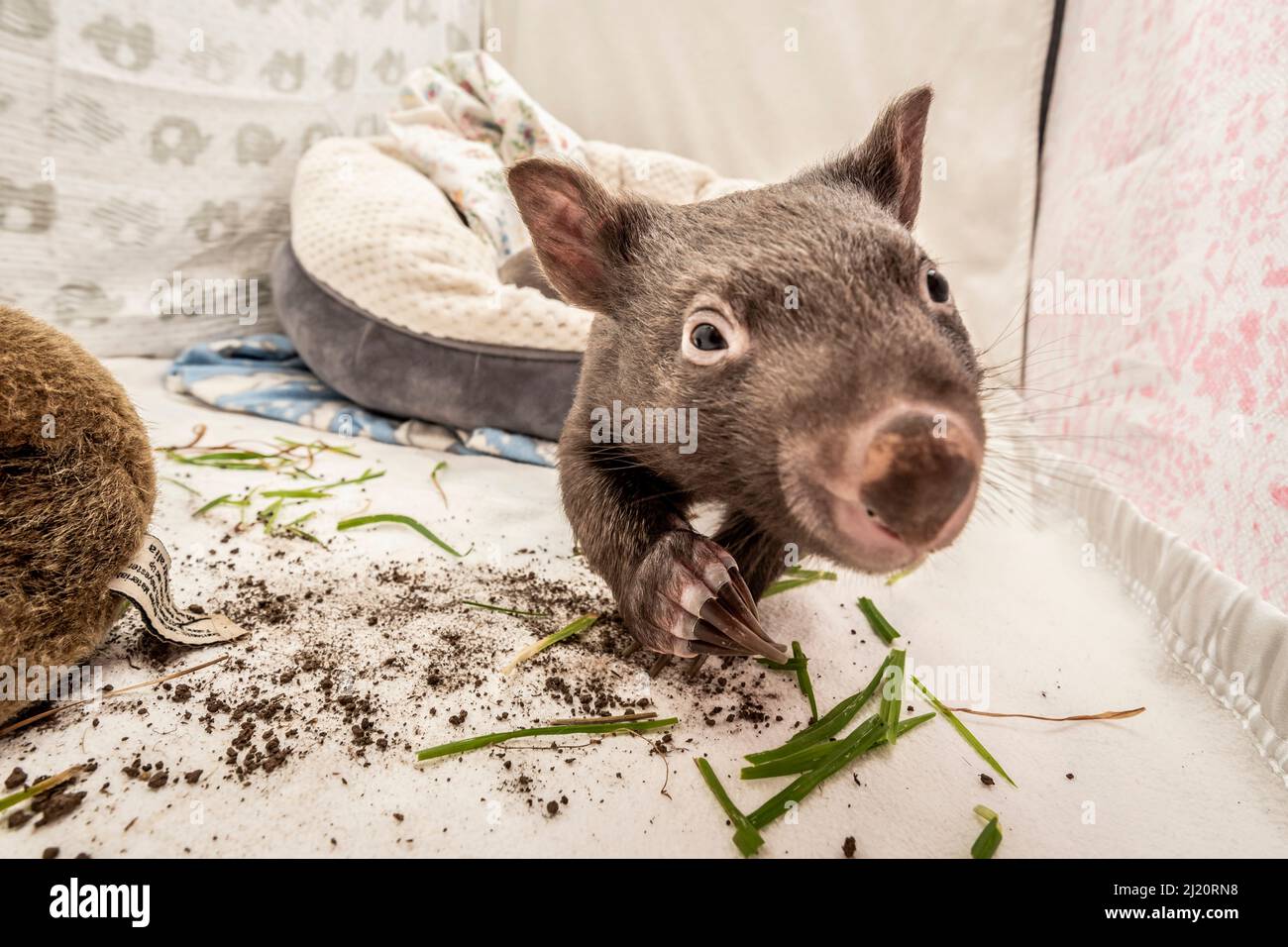 Bare-nosed wombat (Vombatus ursinus) rescued male baby age 8 months,  'Bronson' in a cot. With local soil and grass placed in the cot. Temporarily cap Stock Photo
