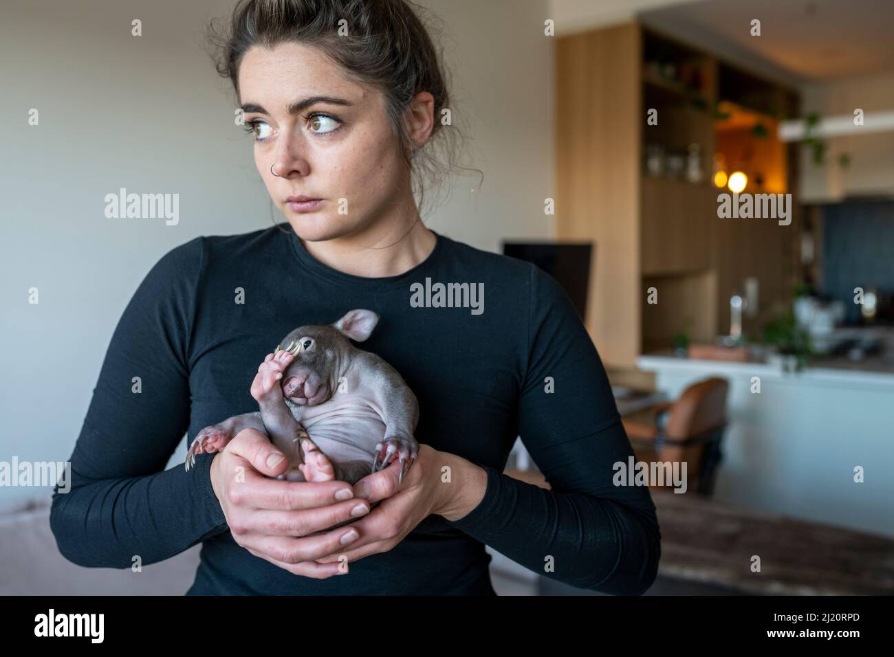 Emily Small, founder of Goongerah Wombat Orphanage, in her apartment, holding 'Landon' a bare-nosed wombat (Vombatus ursinus) male, age 6 months. Due Stock Photo