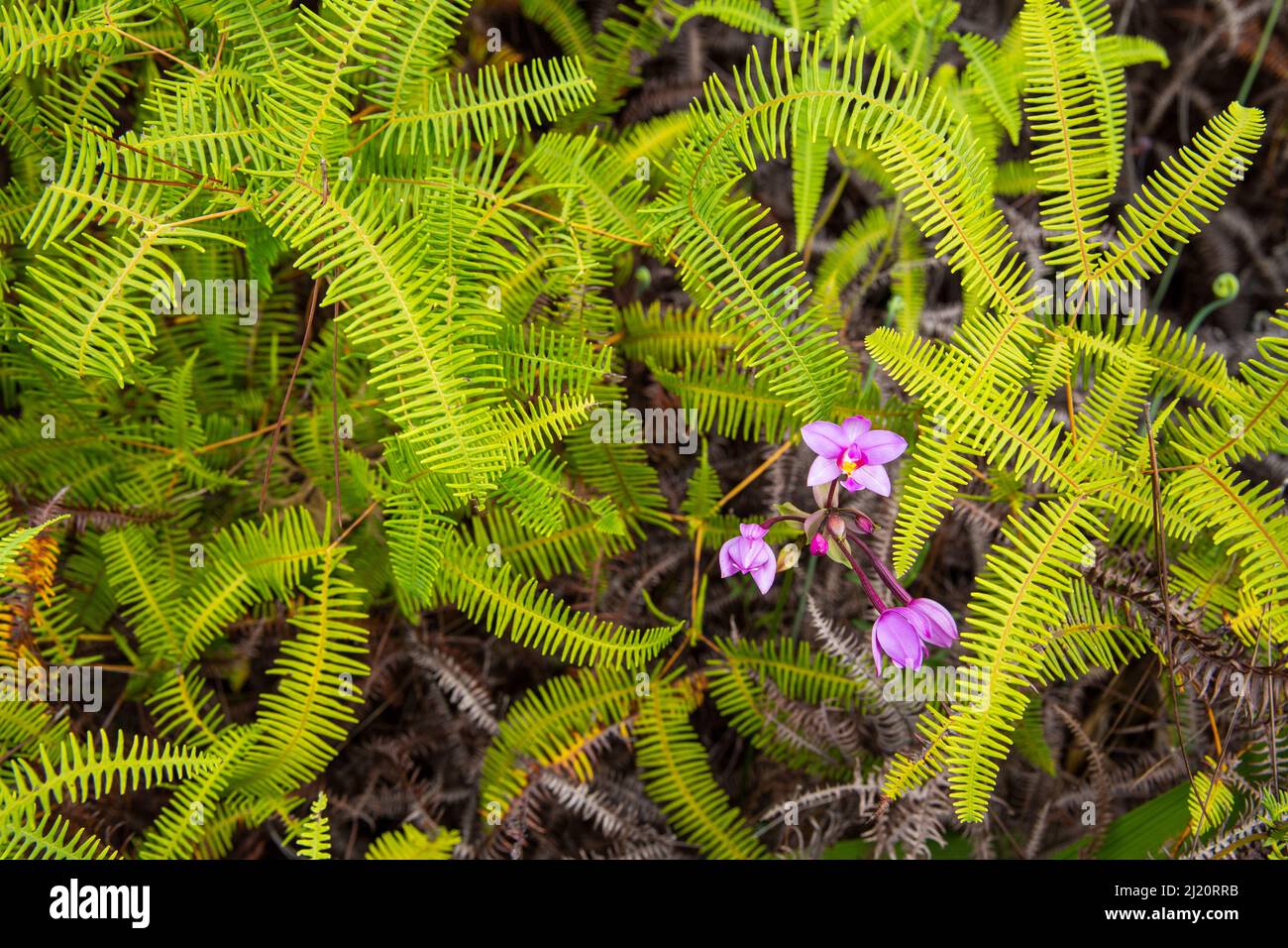 Fern and wild orchid (Bletia sp.) in Cupeyal del Norte sector, Humboldt National Park, Cuba. Stock Photo