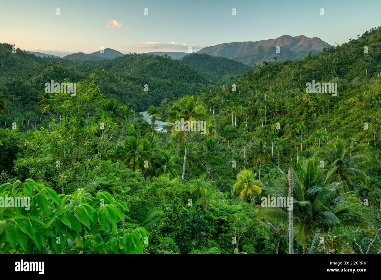 Rainforest vegetation in Chuchillas del Toa Biosphere Reserve near Quibijan, Cuba. March 2019. Stock Photo