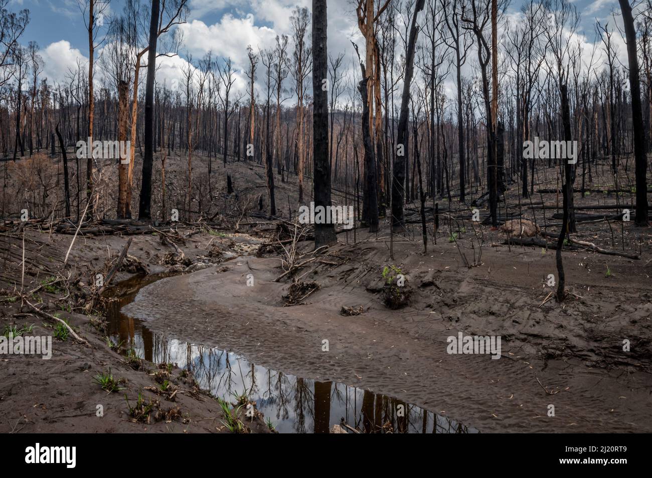 Martins Creek and surrounds after 2019/20 bushfires devastated the area. Until the fires, the edge of the creek had wet temperate rainforest along its Stock Photo