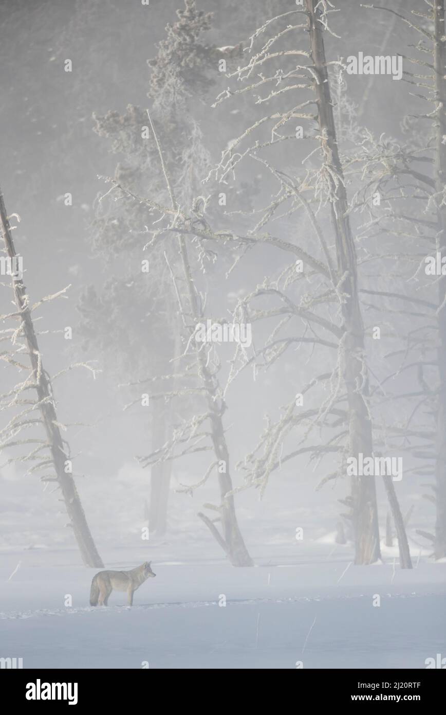 Coyote (Canis latrans) standing in snow, dwarfed by frosty trees. Yellowstone National Park, USA, January. Stock Photo
