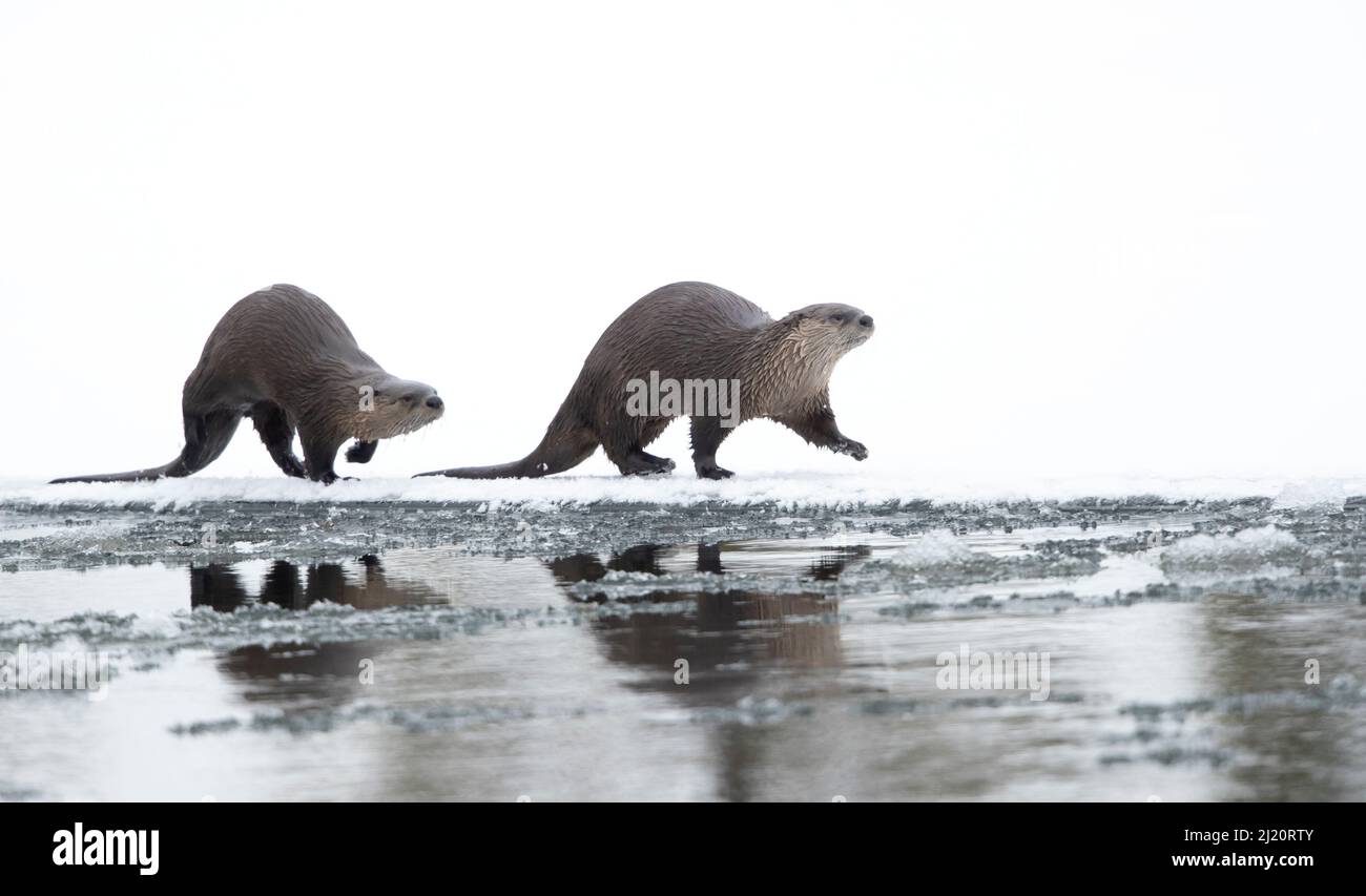 North American river otter (Lontra canadensis) female and cub walking across snow, reflected in water. Yellowstone National Park, USA, January. Stock Photo