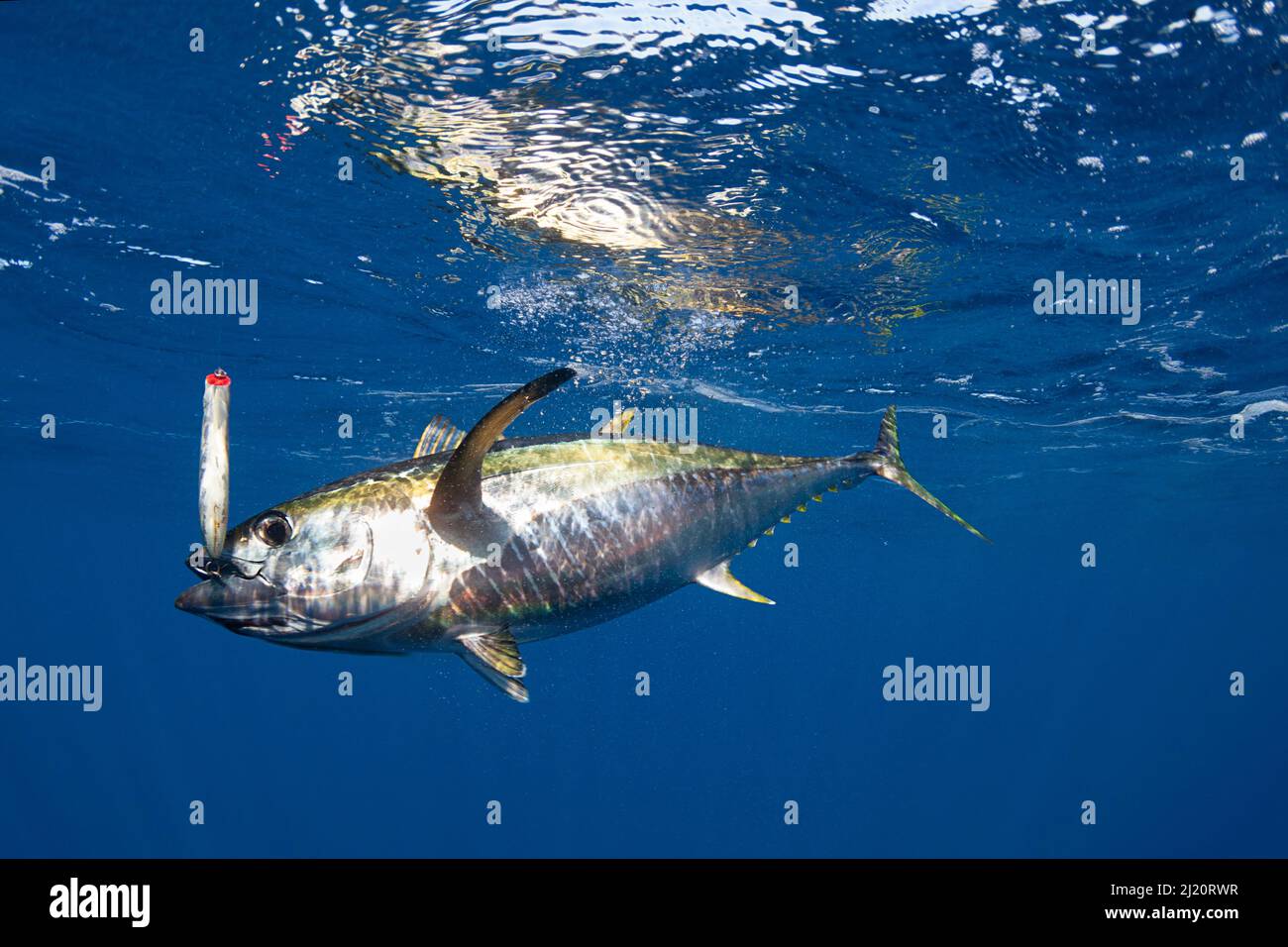 Yellowfin tuna (Thunnus albacares) hooked on lure with treble hook. Pacific Ocean, Cabo San Lucas, Baja California, Mexico. 2009. Stock Photo