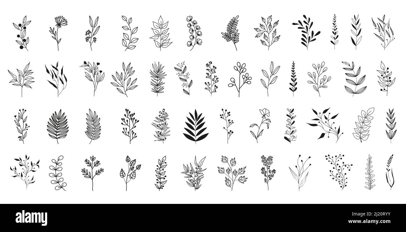 Leaves and twigs on an isolated white background Stock Vector Image ...