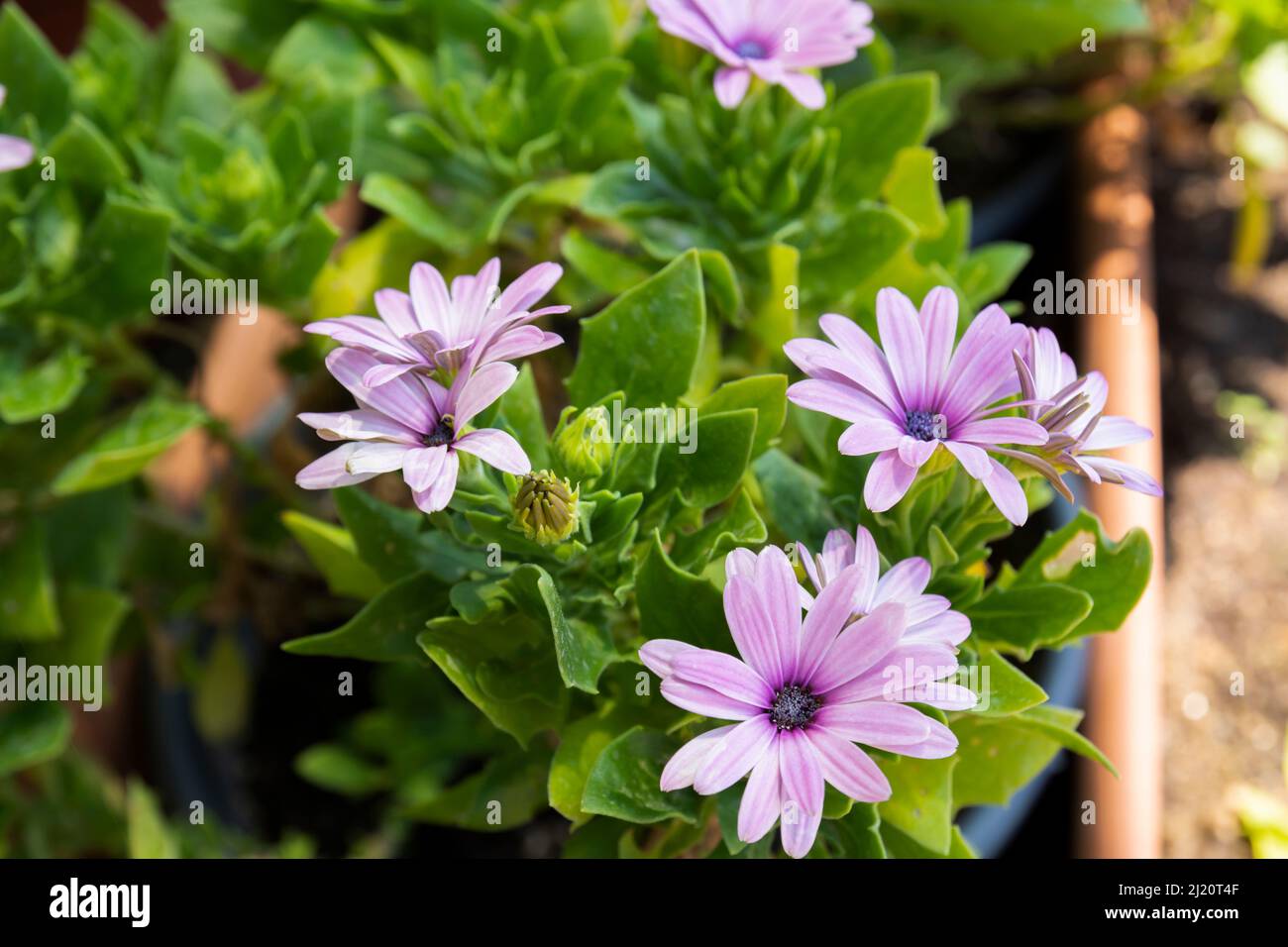 Dimorphotheca ecklonis, also known as Cape marguerite, Van Staden's river daisy, blue and white daisy bush, star of the veldt is an ornamental plant Stock Photo