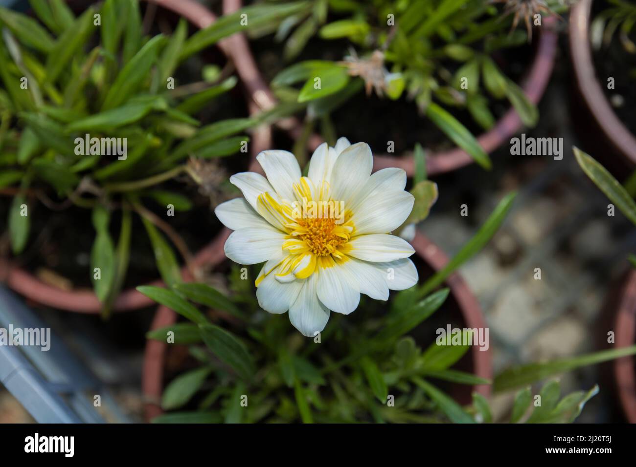 White Dryad and yellow flower pot. House plant. Selcetive Focus Stock Photo