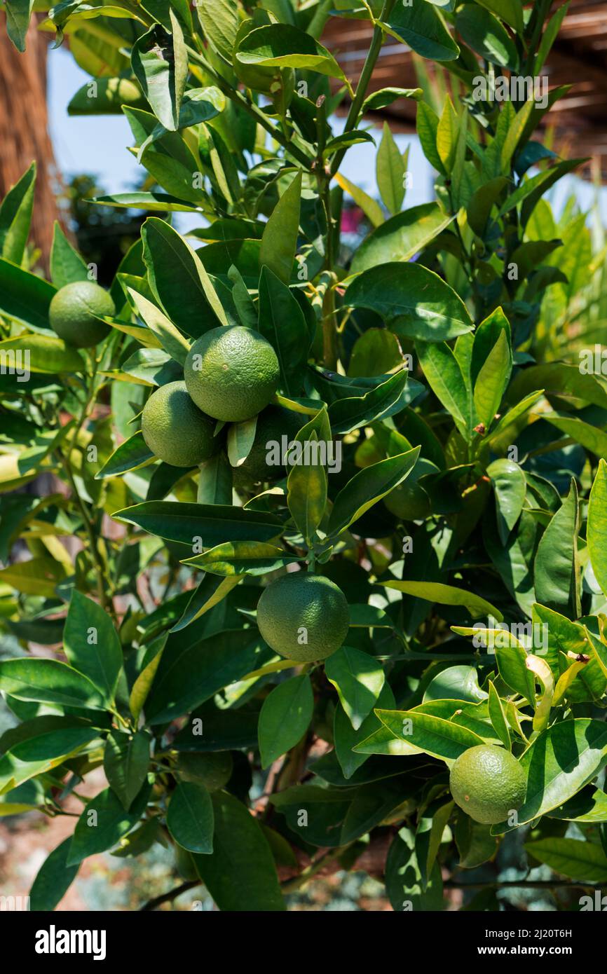 orange seedlings grown for planting in orchards. Unripe Fruit