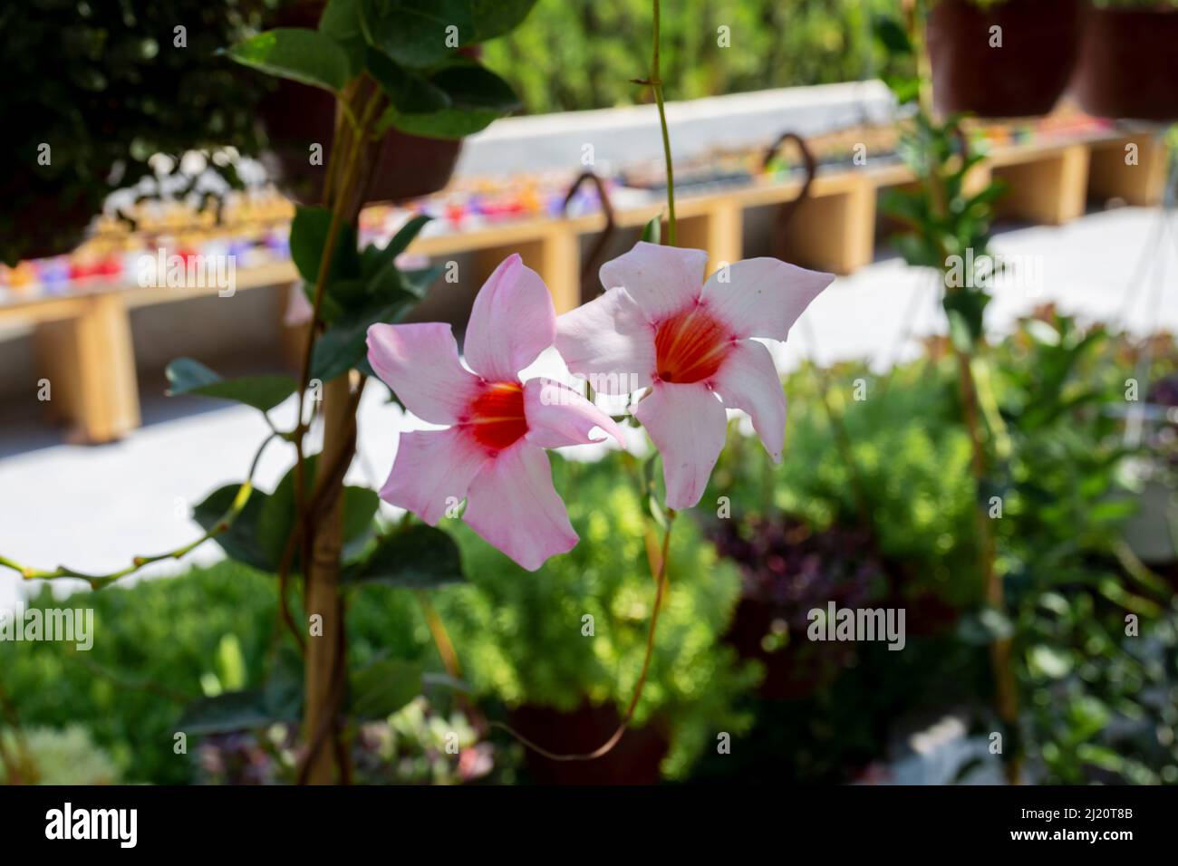 Mandevilla splendens, the shining mandevilla, is a species of flowering plant in the family Apocynaceae. It is an evergreen vine, native to Brazil. It Stock Photo