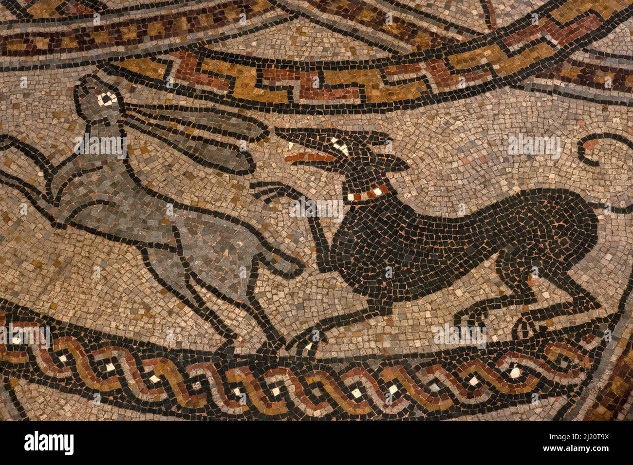 Black dog chases a leaping hare.  Detail of medieval mosaic in restored late-1000s or early 1100s pavement in former Benedictine abbey church at Sorde l'Abbaye, Landes, Nouvelle-Aquitaine, France. Stock Photo