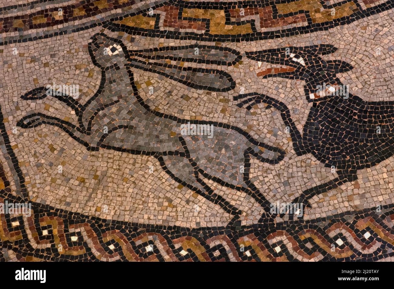 Black dog chases leaping grey hare.  Detail of medieval mosaic in restored late-1000s or early 1100s pavement in former Benedictine abbey church at Sorde l'Abbaye, Landes, Nouvelle-Aquitaine, France. Stock Photo
