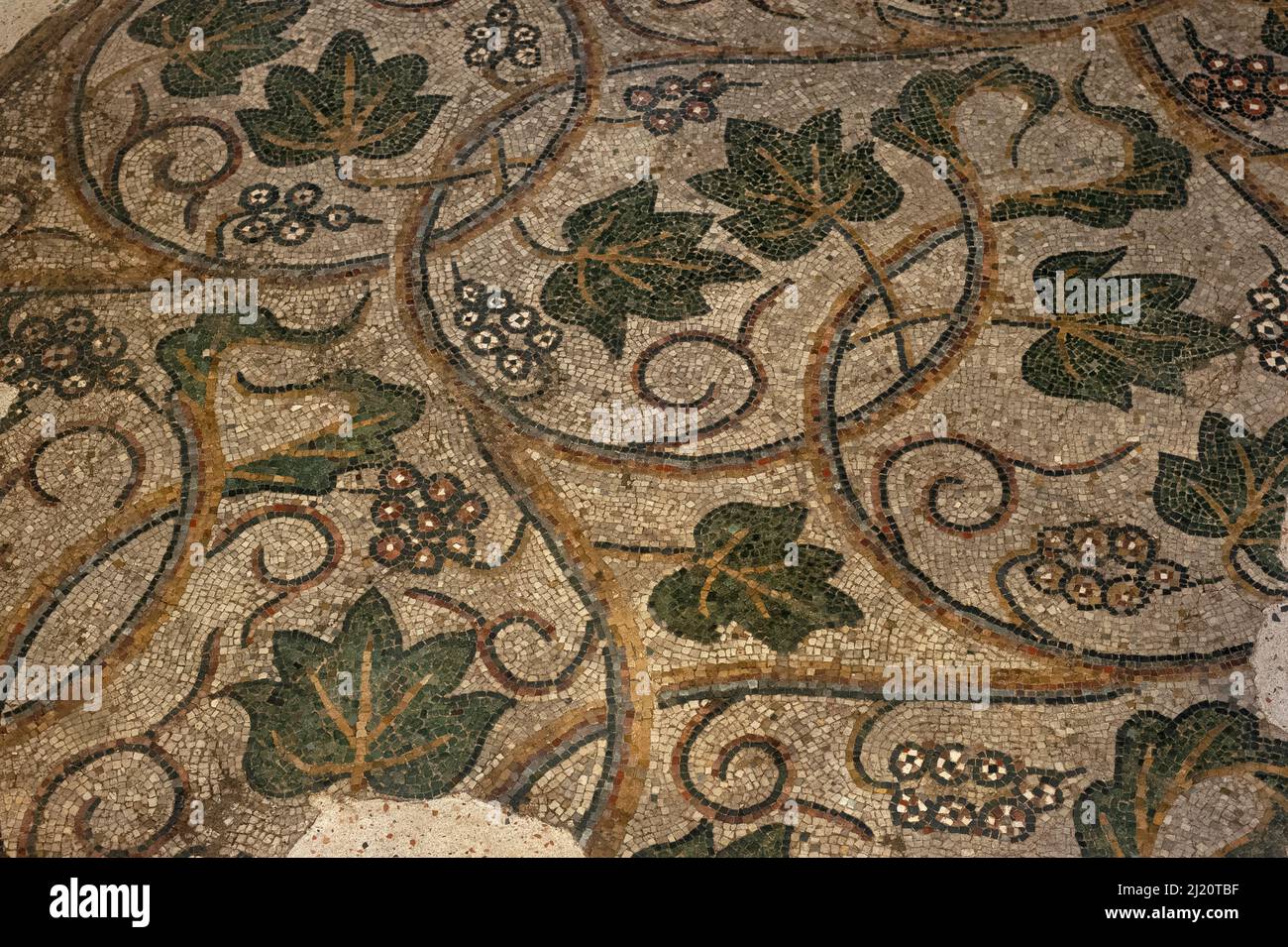 Bunches of grapes and broad green leaves amid the curving shoots and tendrils of a vine.  Detail of medieval mosaic in restored late-1000s or early 1100s pavement in former Benedictine abbey church at Sorde l'Abbaye, Landes, Nouvelle-Aquitaine, France. Stock Photo