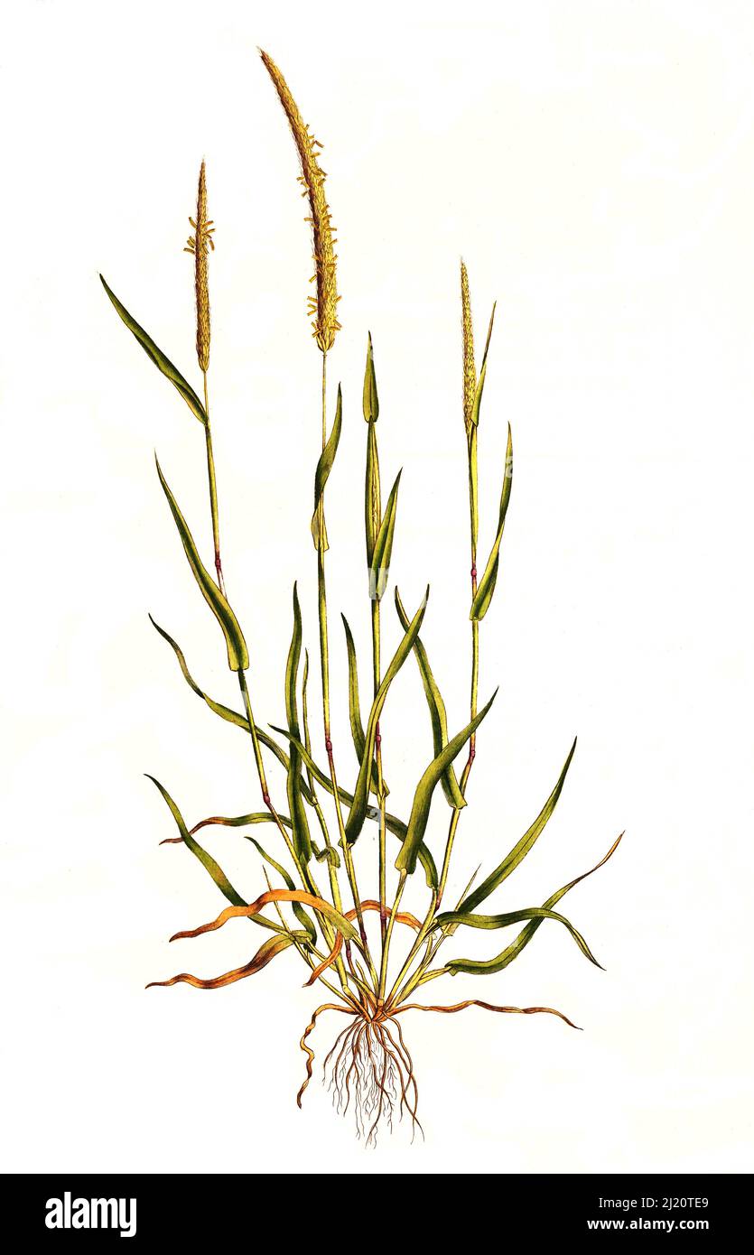 Acker-Fuchsschwanzgras, Alopecurus myosuroides Huds., Syn. Alopecurus agrestis  /  Alopecurus myosuroides is an annual grass, native to Eurasia, found in moist meadows, deciduous forests, and on cultivated and waste land. It is also known as slender meadow foxtail, black-grass, twitch grass, and black twitch, historical, digital improved reproduction of an original from the 19th century / digital restaurierte Reproduktion einer Originalvorlage aus dem 19. Jahrhundert, genaues Originaldatum nicht bekannt Stock Photo